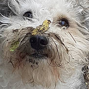 Toto participe au concours pour gagner de l'argent avec cette photo : animal, canine, close_up, curly_fur, cute, dirty, dog, face, fluffy, fur, leaf, messy, mud, muzzle, nature, nose, outdoor, pet, portrait, white_fur