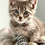 Brunson is registered to the contest to win money with this photo: kitten, cat, gray_tabby, feline, pet, cute, fur, whiskers, eyes, ears, blanket, pillow, cozy, indoor, portrait, closeup, animal, young, soft, resting