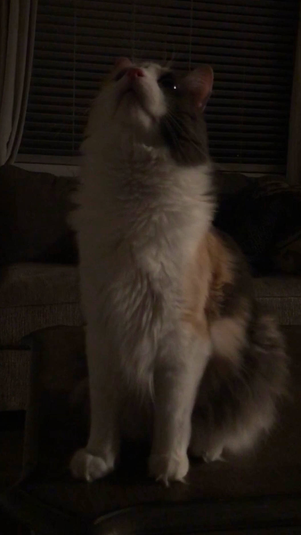 Katniss joined the competition — help win amazing prizes! carnivore, cat, comfort, darkness, domestic_short_haired_cat, fawn, felidae, flooring, fur, grey, hardwood, paw, ragdoll, small_to_medium_sized_cats, snout, tail, terrestrial_animal, whiskers, wood