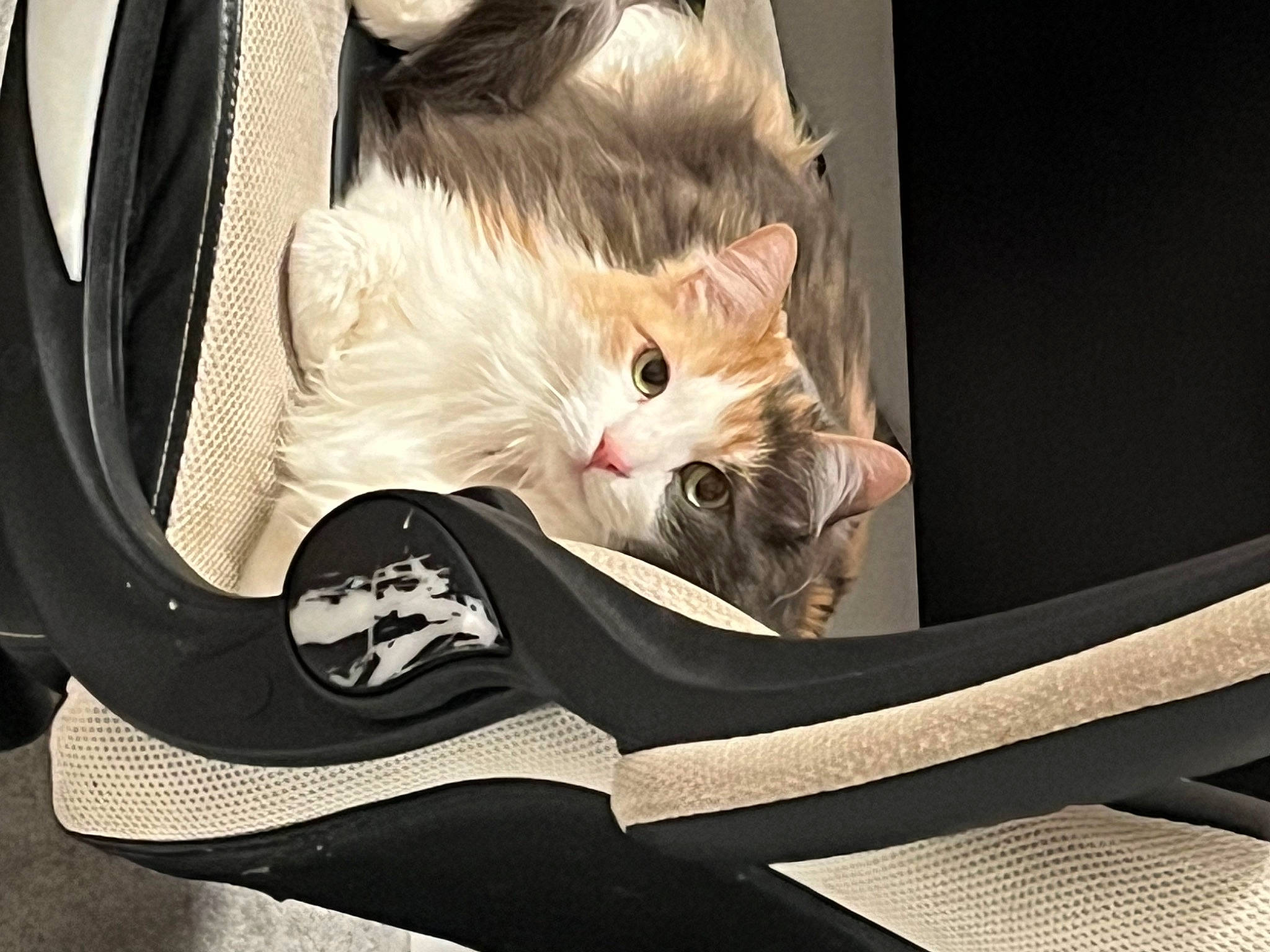 Katniss is registered to the contest to win money with this photo: bag, baggage, carmine, carnivore, cat, comfort, domestic_short_haired_cat, fashion_accessory, felidae, fur, gesture, luggage_and_bags, musical_instrument, outdoor_shoe, sitting, small_to_medium_sized_cats, tail, walking_shoe, whiskers