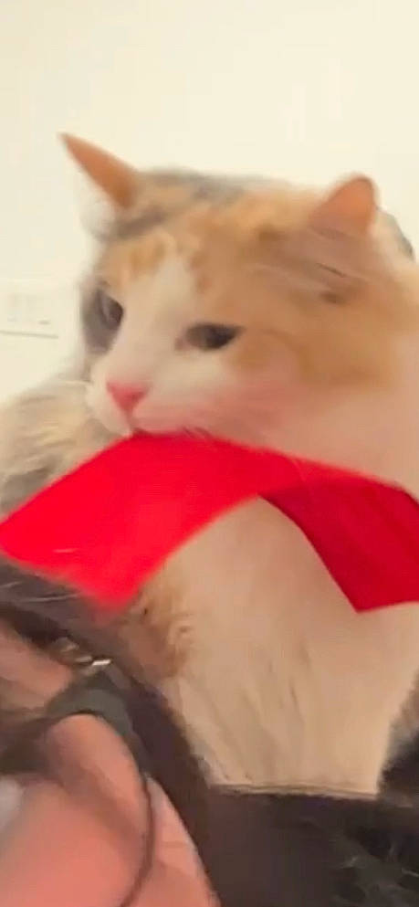 Katniss is registered to the contest to win money with this photo: carmine, carnivore, cat, chest, comfort, domestic_short_haired_cat, ear, eye, fawn, felidae, fur, gesture, hair, human_body, iris, paw, small_to_medium_sized_cats, snout, tail, whiskers