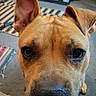 dog, close_up, pet, animal, indoor, quilt, curious, brown_dog, ears, face, floor, carpet, household, looking, canine, fur, snout, whiskers, eyes, nose