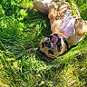 Meatball joined the competition — help win amazing prizes! dog, grass, outdoor, sunlight, greenery, playful, canine, nature, happy, pet, tongue_out, relaxed, summer, leaf, paw, animal, muzzle, fur, collar, shadow