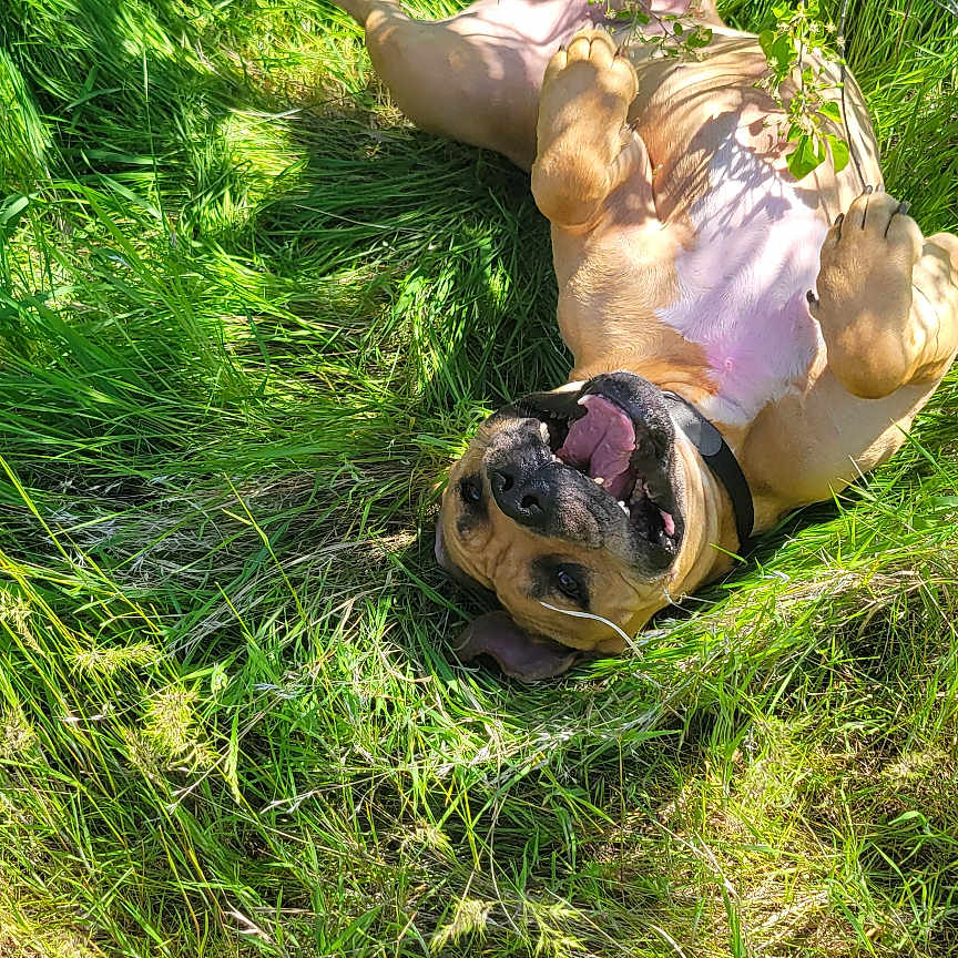 Meatball