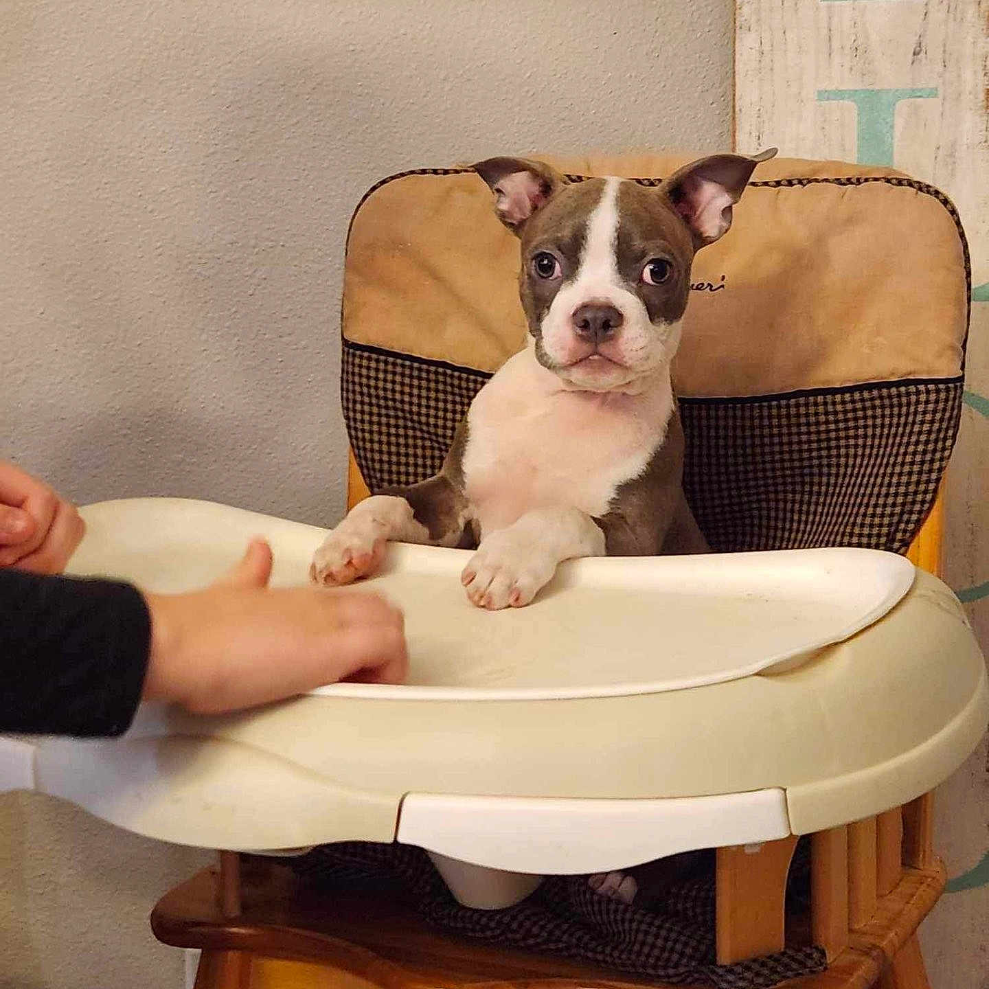 Loki is registered to the contest to win money with this photo: animal, architecture, baby, bostonbull, building, bulldog, canine, chair, diningroom, diningtable, dog, furniture, highchair, indoors, interiordesign, person, pet, puppy, room, table