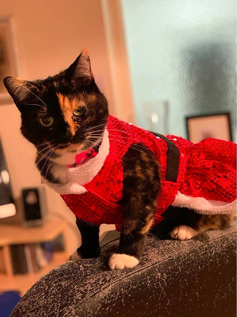 Tegan is registered to the contest to win money with this photo: asian, carnivore, cat, christmas, domestic_short_haired_cat, felidae, fur, holiday, kitten, plant, small_to_medium_sized_cats, tabby_cat, tail, whiskers