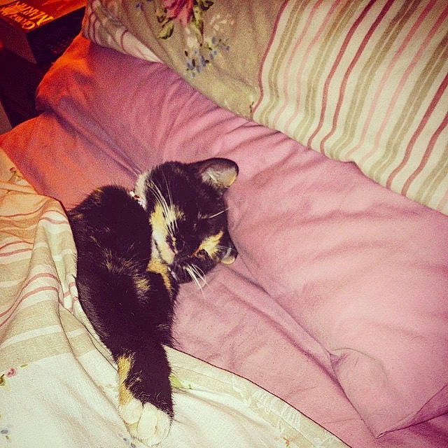 Tegan joined the competition — help win amazing prizes! bed, bed_sheet, bedding, black_cat, carnivore, cat, felidae, fur, furniture, kitten, linens, nap, pillow, pink, room, sleep, small_to_medium_sized_cats, tail, textile, whiskers