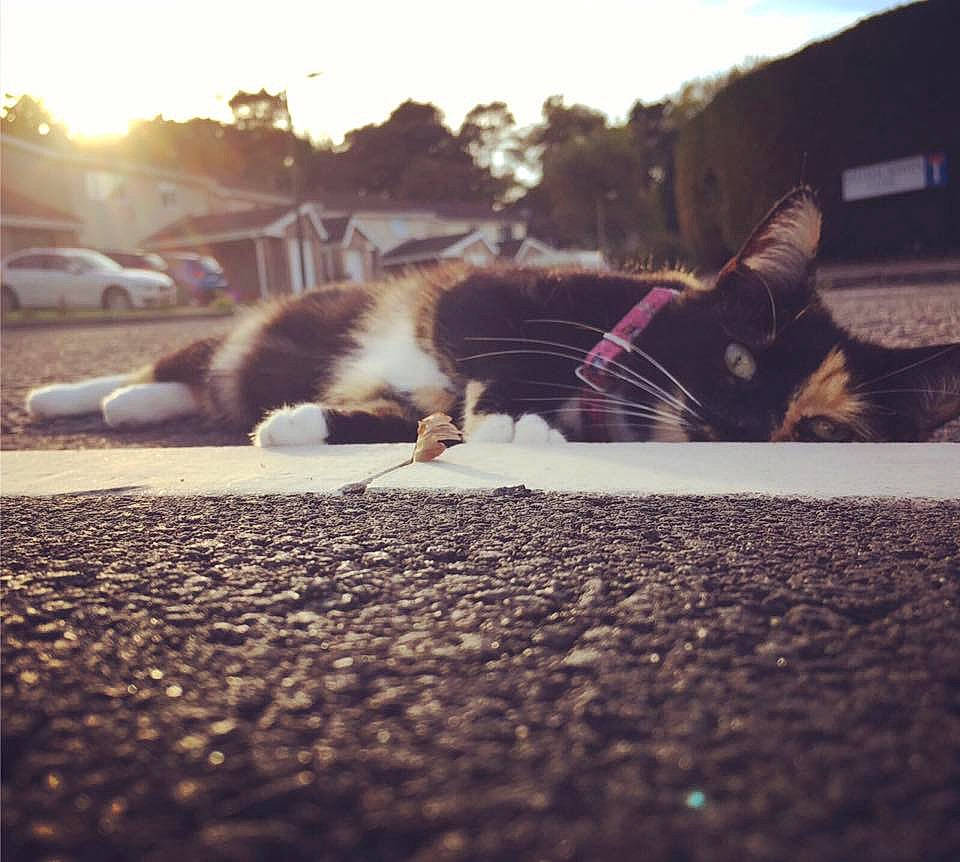 Tegan joined the competition — help win amazing prizes! asphalt, carnivore, cat, cloud, felidae, love, meteorological_phenomenon, morning, mountain, night, nose, road, sand, sky, small_to_medium_sized_cats, snapshot, square, sunlight, sunset, whiskers