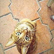 Chat participe au concours pour gagner de l'argent avec cette photo : cat, tabby, green_eyes, looking_up, whiskers, ears, fur, pet, animal, curious, floor, tile, outdoor, close_up, cute, domestic_cat, mammal, whiskers_visible, head, face