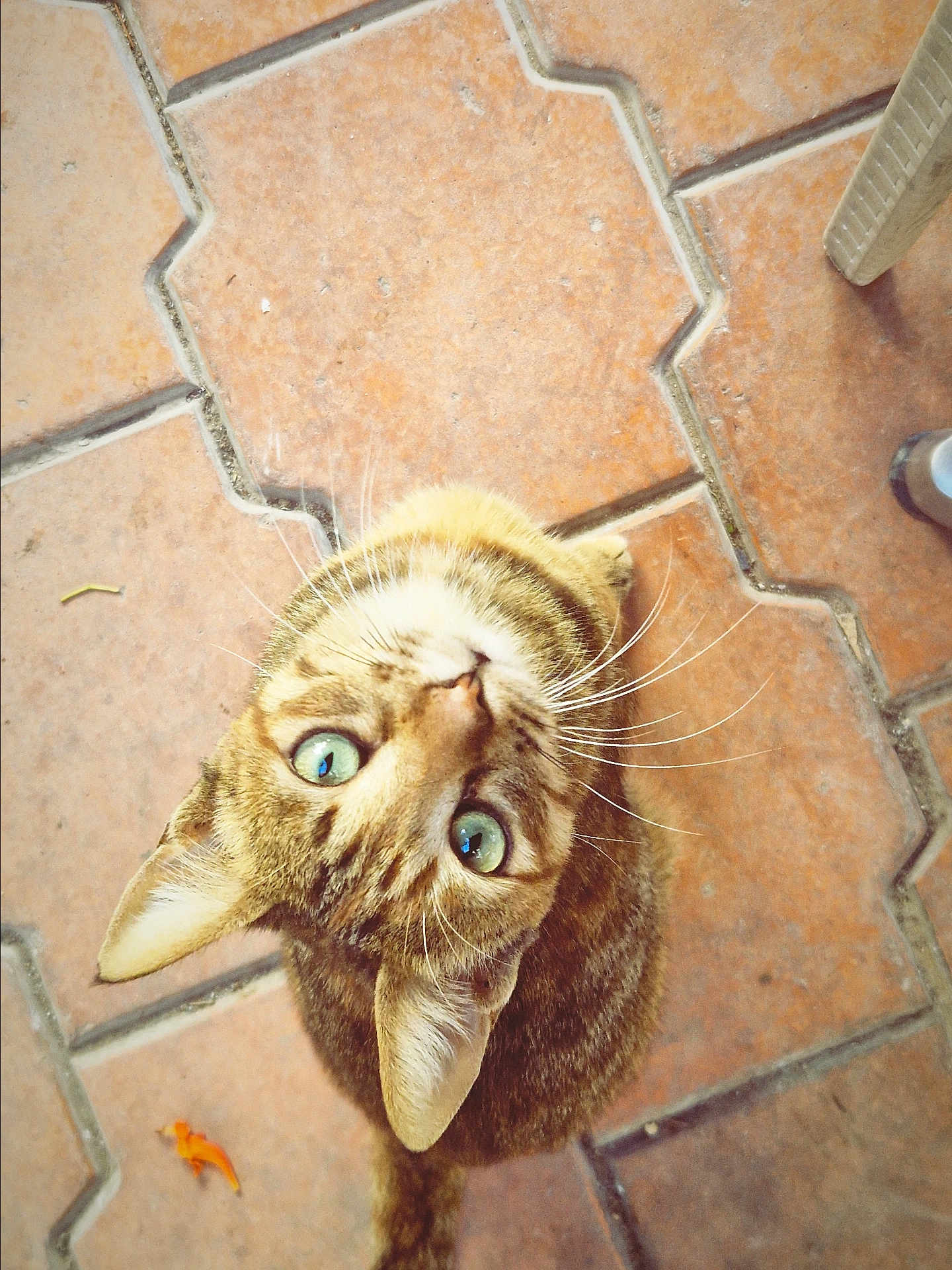 Chat participe au concours pour gagner de l'argent avec cette photo : cat, tabby, green_eyes, looking_up, whiskers, ears, fur, pet, animal, curious, floor, tile, outdoor, close_up, cute, domestic_cat, mammal, whiskers_visible, head, face