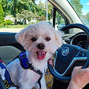 Noah joined the competition — help win amazing prizes! dog, white_dog, pet, car_interior, steering_wheel, happy, panting, harness, person, hand, window, trees, daylight, road_trip, seat, clothing, plaid_pants, dashboard, vehicle, sunny