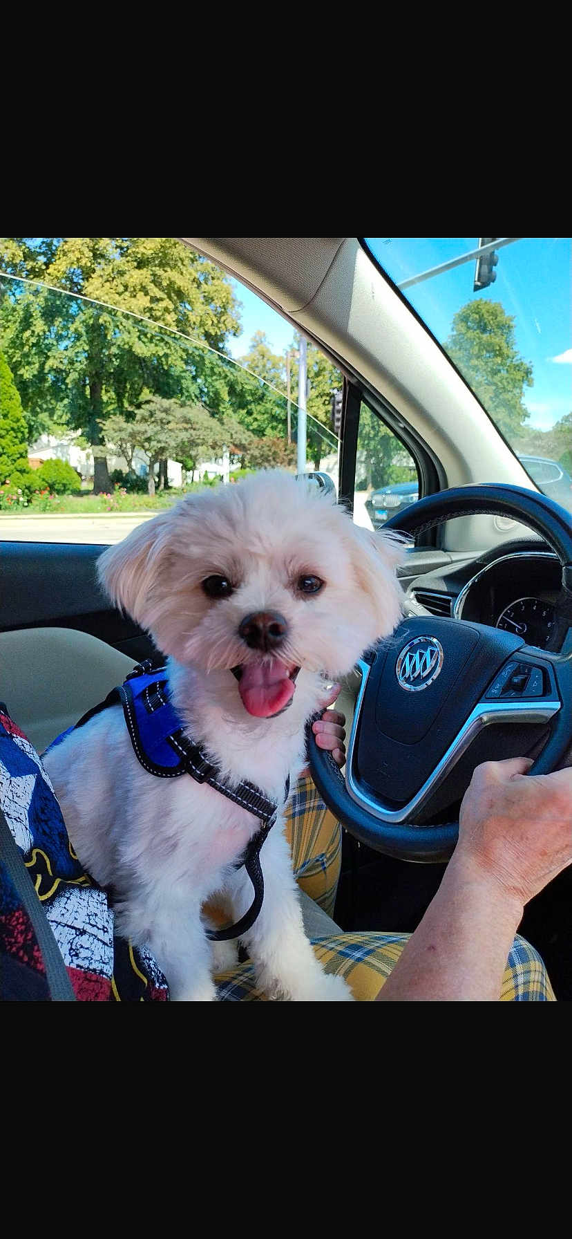 Noah joined the competition — help win amazing prizes! dog, white_dog, pet, car_interior, steering_wheel, happy, panting, harness, person, hand, window, trees, daylight, road_trip, seat, clothing, plaid_pants, dashboard, vehicle, sunny