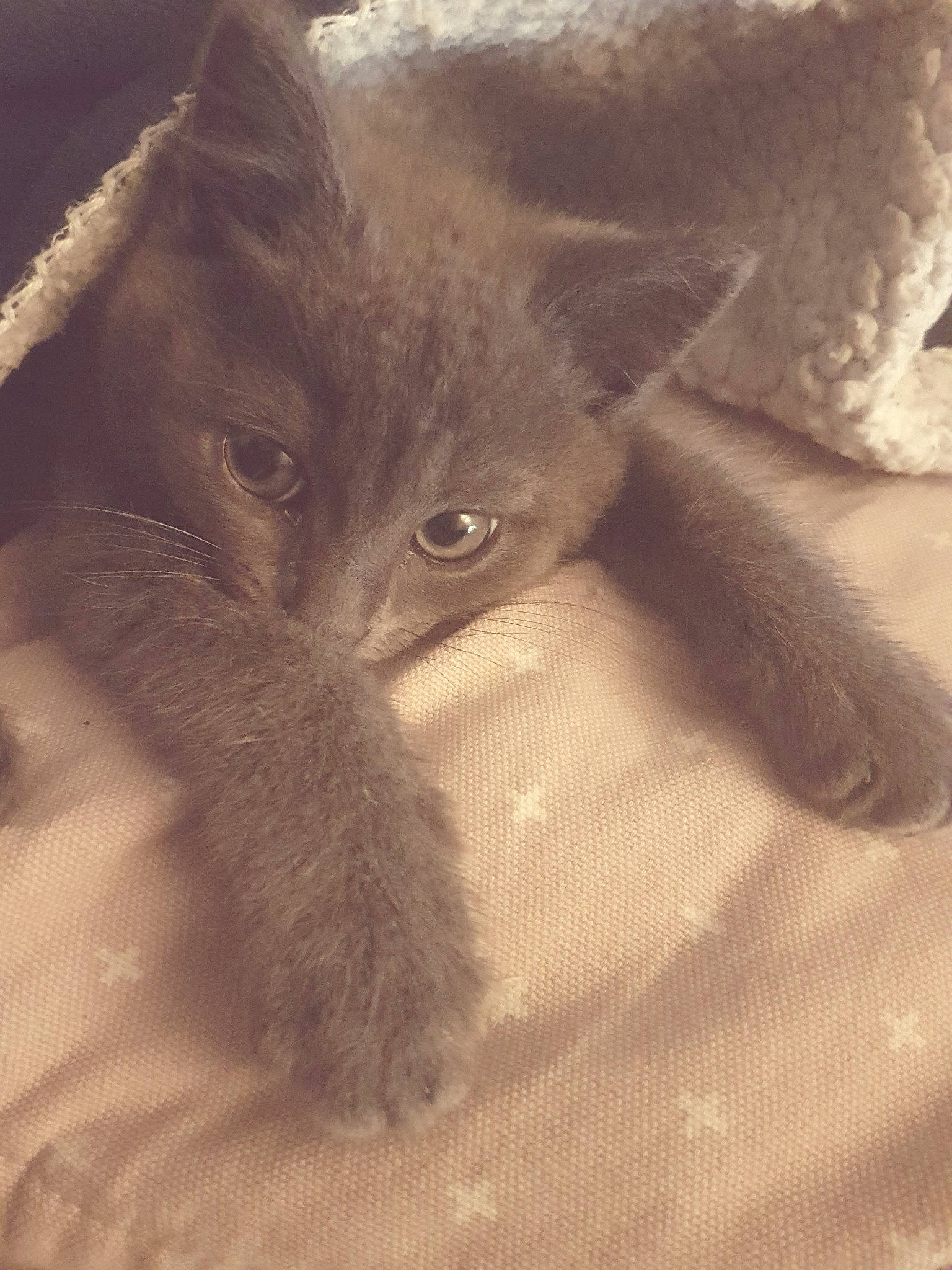 Michou a rejoint le concours — aidez-le/la à gagner de superbes lots ! british_longhair, british_semi_longhair, british_shorthair, burmese, carnivore, cat, chartreux, domestic_short_haired_cat, eye, felidae, fur, german_rex, kitten, korat, mammal, nebelung, russian_blue, small_to_medium_sized_cats, snout, whiskers