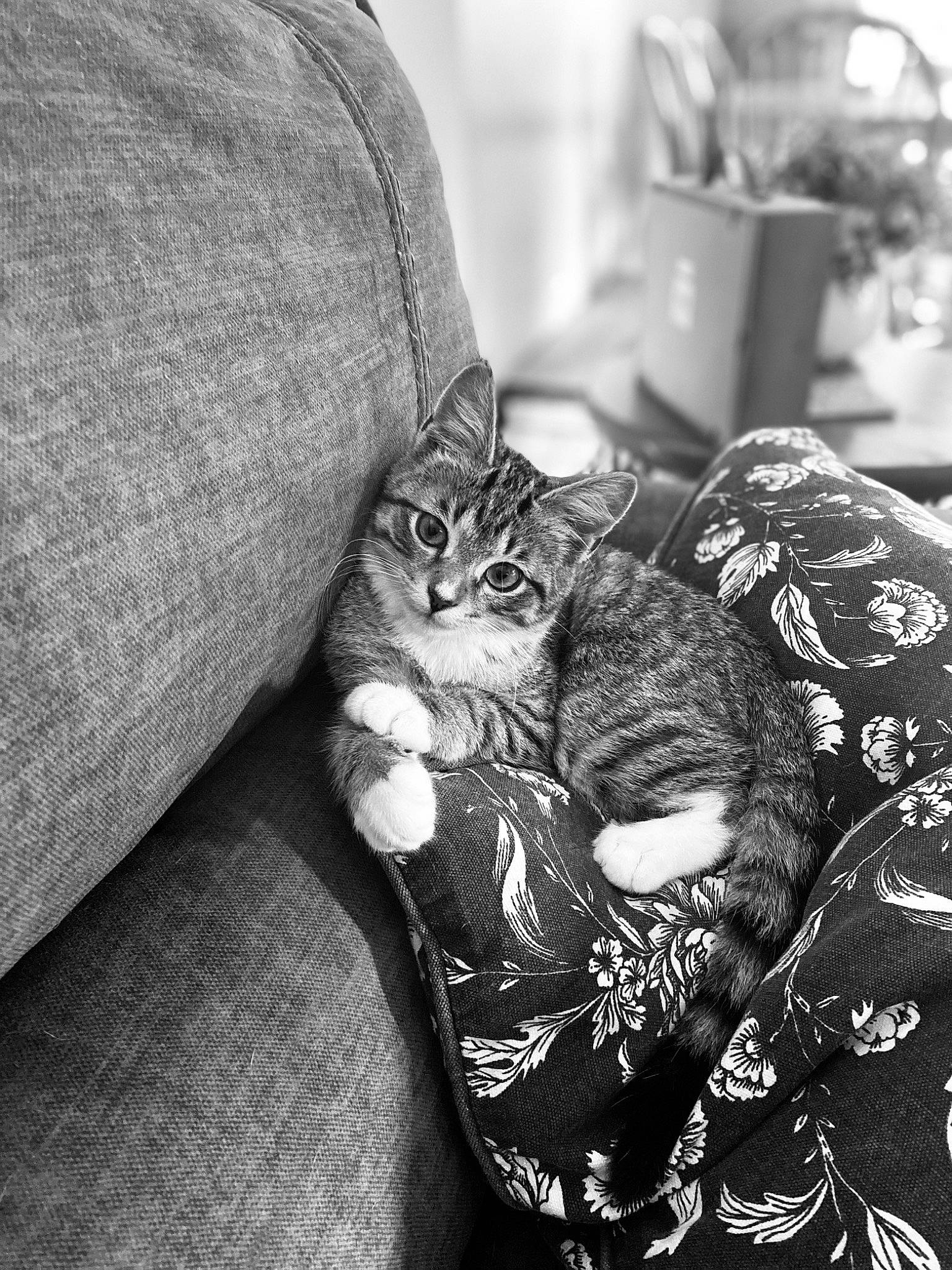 Harlow joined the competition — help win amazing prizes! black_and_white, carnivore, cat, claw, comfort, couch, domestic_short_haired_cat, felidae, fur, grass, grey, human_leg, monochrome, monochrome_photography, pattern, sitting, small_to_medium_sized_cats, style, textile, whiskers