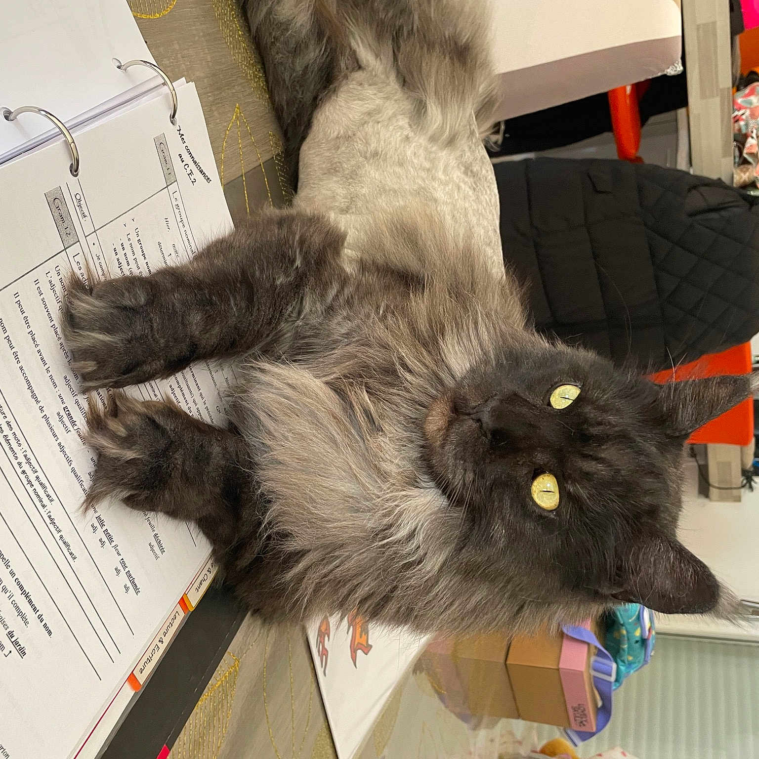 Rocket a rejoint le concours — aidez-le/la à gagner de superbes lots ! carnivore, cat, claw, domestic_short_haired_cat, felidae, flooring, fur, paw, small_to_medium_sized_cats, snout, tail, whiskers