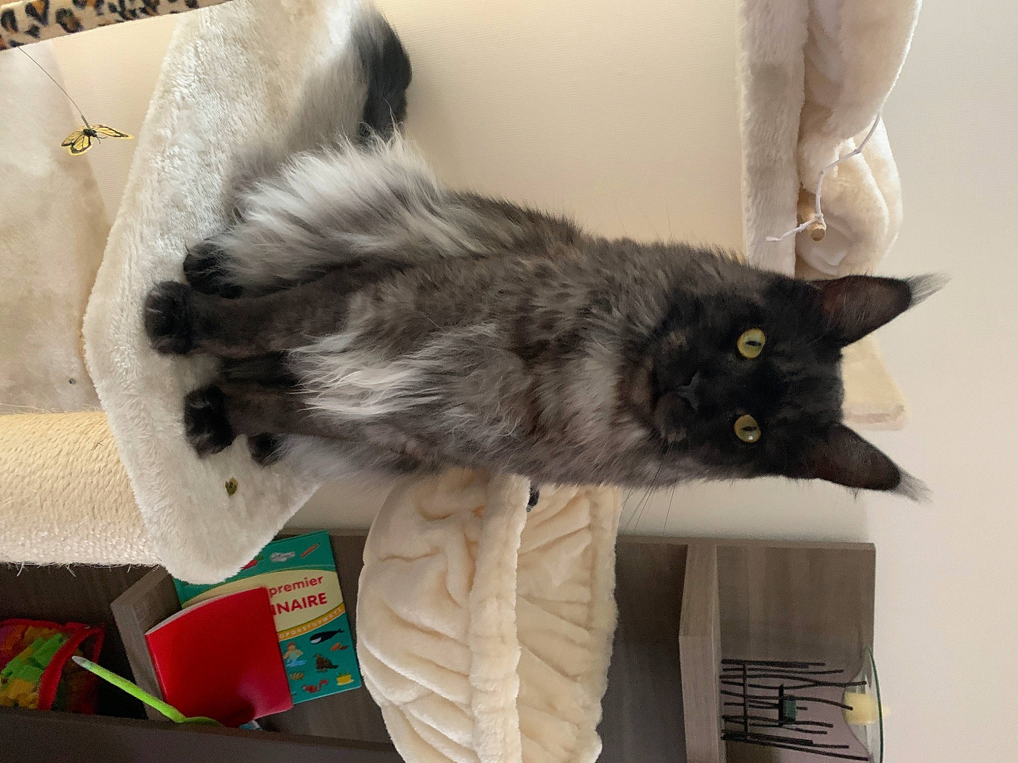 Rocket a rejoint le concours — aidez-le/la à gagner de superbes lots ! black_cat, canidae, carnivore, cat, claw, comfort, dog_breed, domestic_short_haired_cat, felidae, fur, grey, paw, room, small_to_medium_sized_cats, snout, tail, whiskers