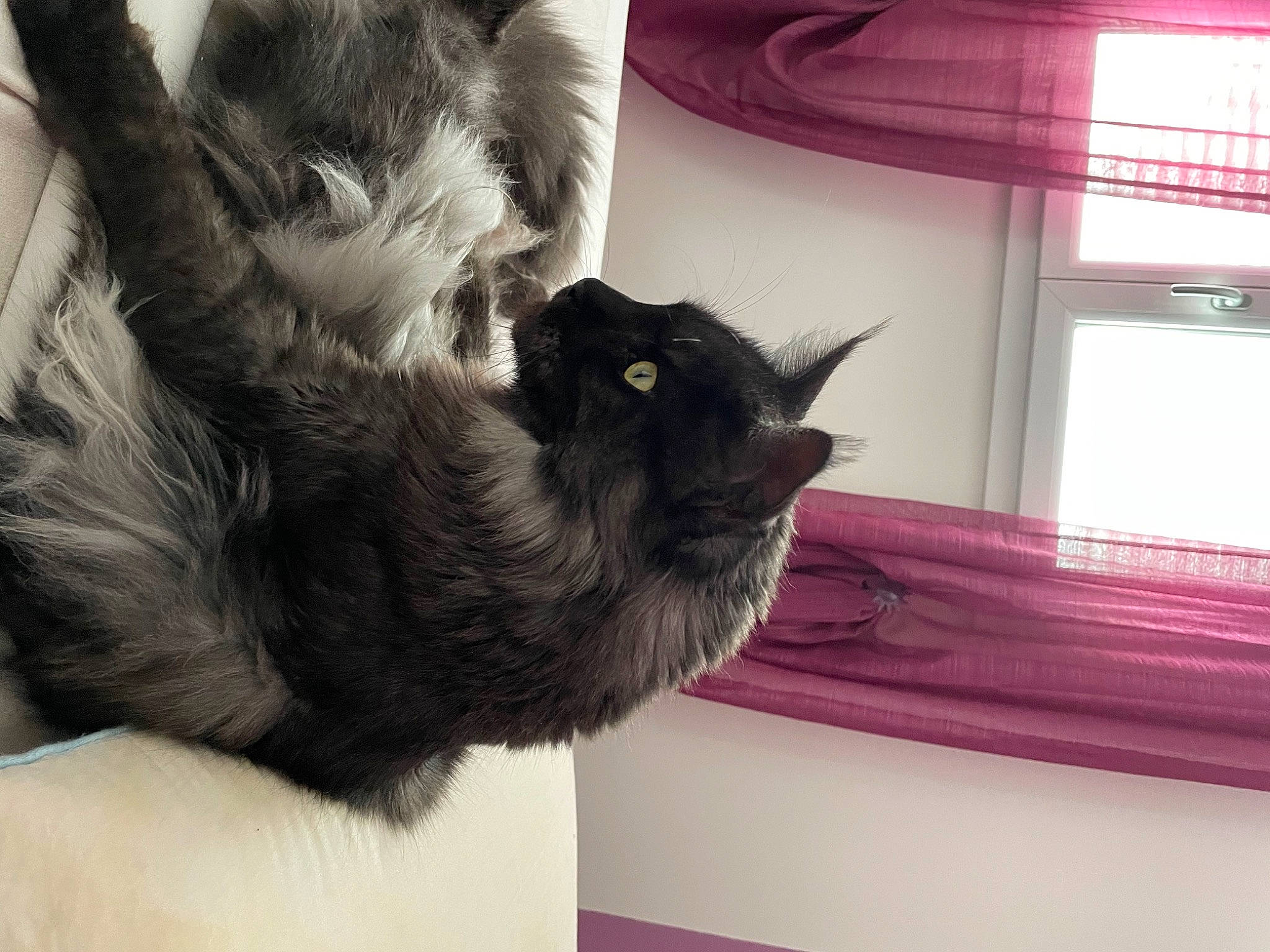 Rocket a rejoint le concours — aidez-le/la à gagner de superbes lots ! bed, black_cat, box, canidae, carnivore, cat, claw, comfort, domestic_short_haired_cat, ear, felidae, fur, gesture, paw, small_to_medium_sized_cats, snout, tail, textile, whiskers, window