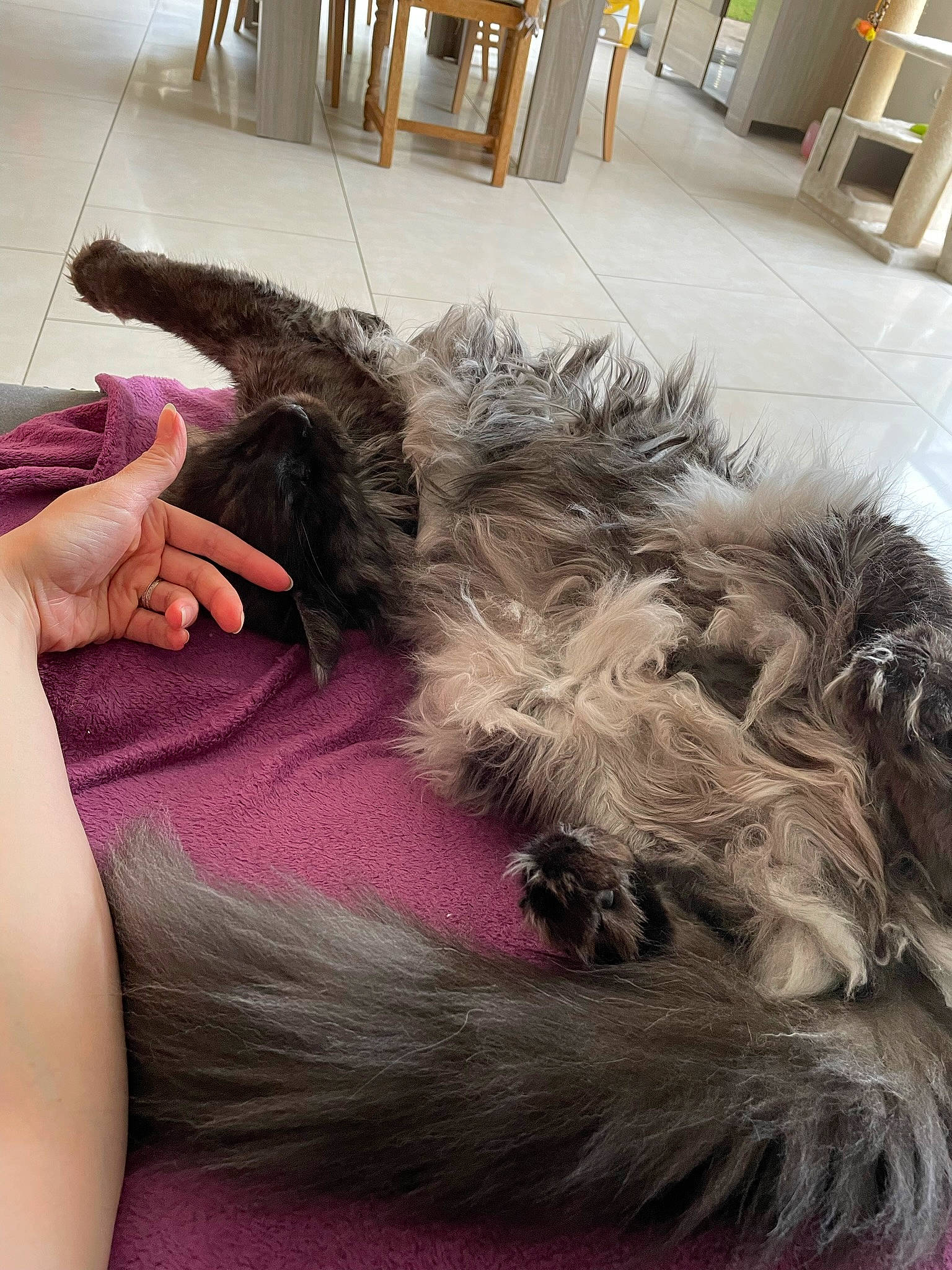 Rocket participe au concours pour gagner de l'argent avec cette photo : carnivore, comfort, companion_dog, couch, dog, dog_breed, flooring, fur, human_leg, knee, liver, magenta, paw, small_terrier, sporting_group, tail, terrier, thigh, toy_dog, wrist