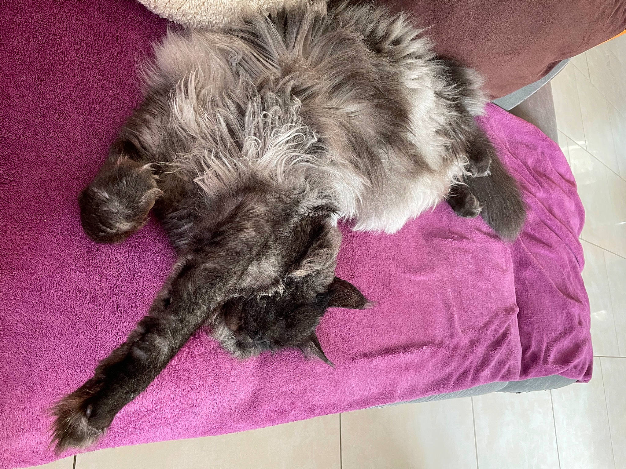 Rocket participe au concours pour gagner de l'argent avec cette photo : canidae, carnivore, cat, claw, comfort, companion_dog, dog_breed, felidae, fur, grey, lap, linens, magenta, nap, natural_material, paw, small_to_medium_sized_cats, sporting_group, tail, whiskers