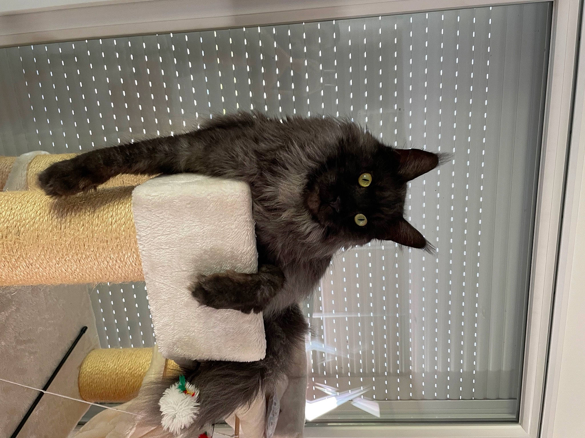 Rocket participe au concours pour gagner de l'argent avec cette photo : black_cat, bombay, carnivore, cat, cat_supply, claw, comfort, domestic_short_haired_cat, felidae, flooring, fur, grey, paw, picture_frame, room, small_to_medium_sized_cats, snout, tail, whiskers, window