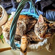 Khaleesi is registered to the contest to win money with this photo: amber_eyes, animal, basket, blurred_background, cat, cozy, cute, ears, feline, fur, houseplant, indoor, knitted_cloth, pet, plant, relaxed, resting, tabby_cat, table, whiskers