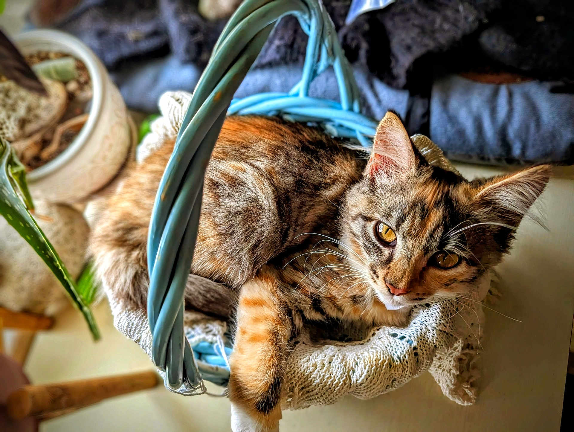 Khaleesi