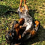 Achille a rejoint le concours — aidez-le/la à gagner de superbes lots ! animal, black, brown, cute, dachshund, daylight, dog, fur, grass, ground, happy, looking_up, lying_down, nature, outdoor, pet, playful, puppy, small_dog, sunlight