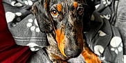Achille a rejoint le concours — aidez-le/la à gagner de superbes lots ! animal, blanket, comfort, couch, cozy, cute, dachshund, dog, fur, gray_blanket, indoors, looking_up, orange_and_black, paw_prints, pet, puppy, resting, snug, soft_texture, warm