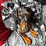 animal, blanket, comfort, couch, cozy, cute, dachshund, dog, fur, gray_blanket, indoors, looking_up, orange_and_black, paw_prints, pet, puppy, resting, snug, soft_texture, warm