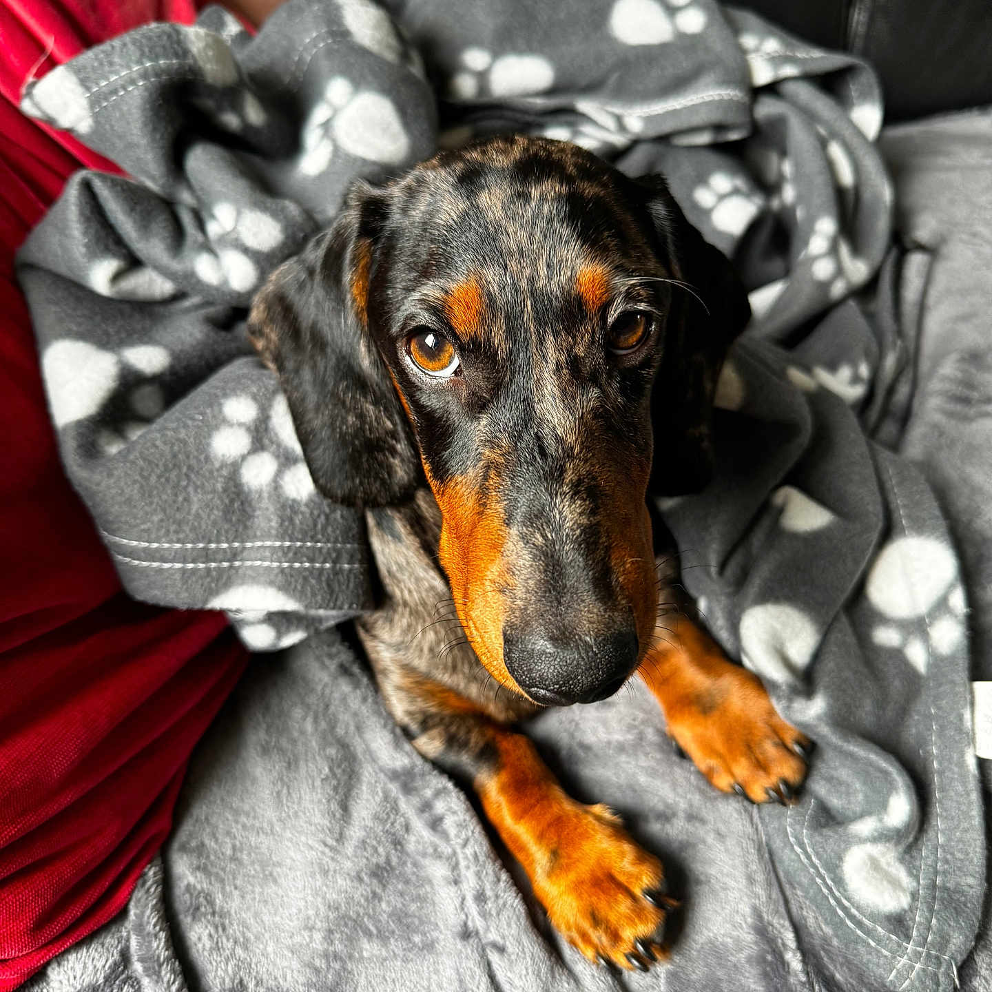 Achille a rejoint le concours — aidez-le/la à gagner de superbes lots ! animal, blanket, comfort, couch, cozy, cute, dachshund, dog, fur, gray_blanket, indoors, looking_up, orange_and_black, paw_prints, pet, puppy, resting, snug, soft_texture, warm