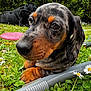 Achille a rejoint le concours — aidez-le/la à gagner de superbes lots ! animal, black_dog, canine, closeup, cute, dachshund, dog, flower, frisbee, garden, grass, greenery, nature, outdoor, pet, playful, puppy, relaxed, summer, toy