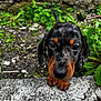 animal, black_and_tan, close_up, concrete, curious, cute, dachshund, dog, ears, eyes, greenery, ground, nature, outdoor, pet, plants, puppy, small, snout, young