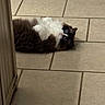 animal, blue_eyes, brown, cat, curious, cute, domestic_animal, door_frame, feline, fluffy, fur, indoor, looking, lying_down, pet, playful, resting, tile_floor, whiskers, white