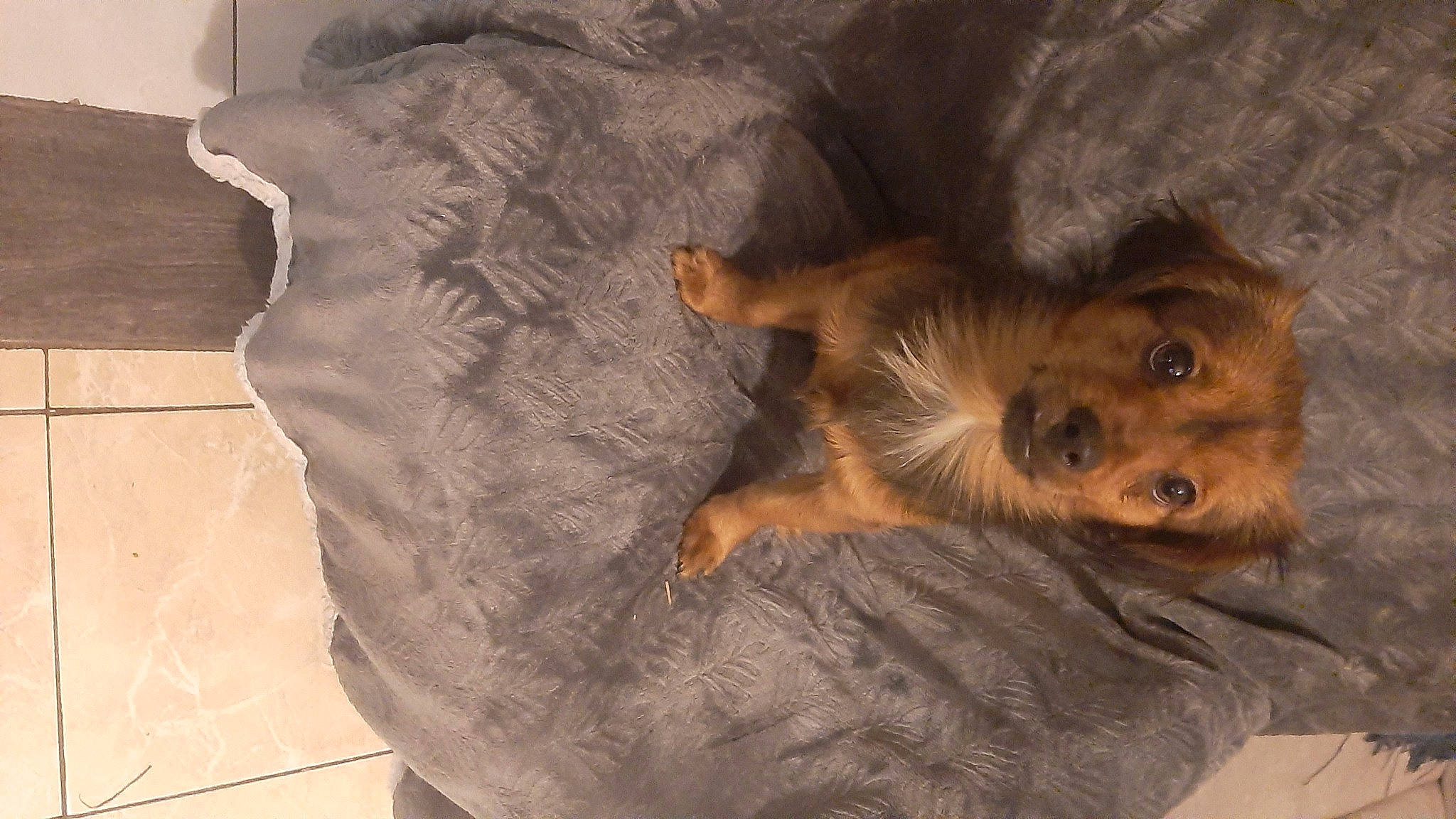 Scott a rejoint le concours — aidez-le/la à gagner de superbes lots ! canidae, carnivore, comfort, companion_dog, couch, dog, dog_bed, dog_breed, fawn, flooring, fur, hardwood, liver, paw, snout, sporting_group, terrestrial_animal, terrier, whiskers, wood