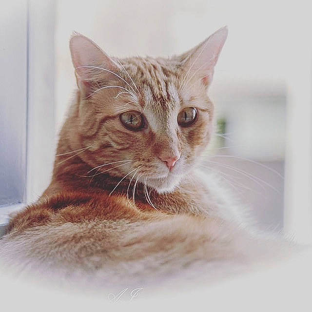 Masha participe au concours pour gagner de l'argent avec cette photo : aegean_cat, american_wirehair, asian, australian_mist, carnivore, cat, domestic_short_haired_cat, dragon_li, ear, european_shorthair, eye, felidae, fur, kitten, mammal, ojos_azules, small_to_medium_sized_cats, snout, tabby_cat, whiskers