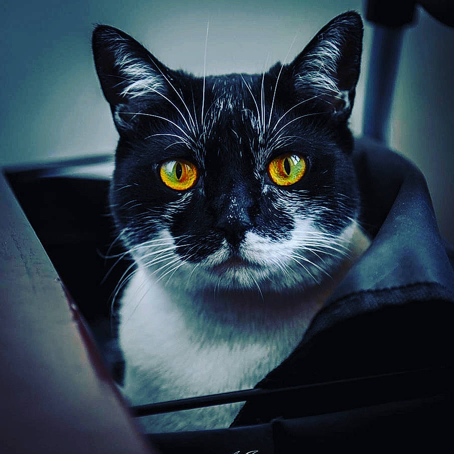 Niki participe au concours pour gagner de l'argent avec cette photo : asian, black, black_and_white, black_cat, carnivore, cat, domestic_short_haired_cat, ear, european_shorthair, eye, felidae, fur, kitten, moustache, nose, small_to_medium_sized_cats, snout, whiskers