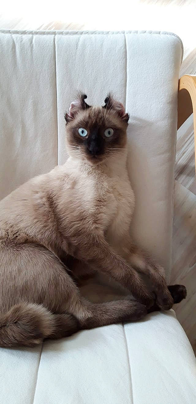 Haku participe au concours pour gagner de l'argent avec cette photo : balinese, birman, carnivore, cat, fawn, felidae, fur, iris, mammal, siamese, small_to_medium_sized_cats, snout, thai, tonkinese, vertebrate, whiskers