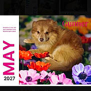 Gunner joined the competition — help win amazing prizes! puppy, dog, golden_fur, fluffy, animal, pet, flowers, colorful_flowers, garden, portrait, calendar, product_page, mobile_screenshot, browser, phone_screen, text, may, gunner, cute, floral_background