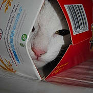 Pépite participe au concours pour gagner de l'argent avec cette photo :