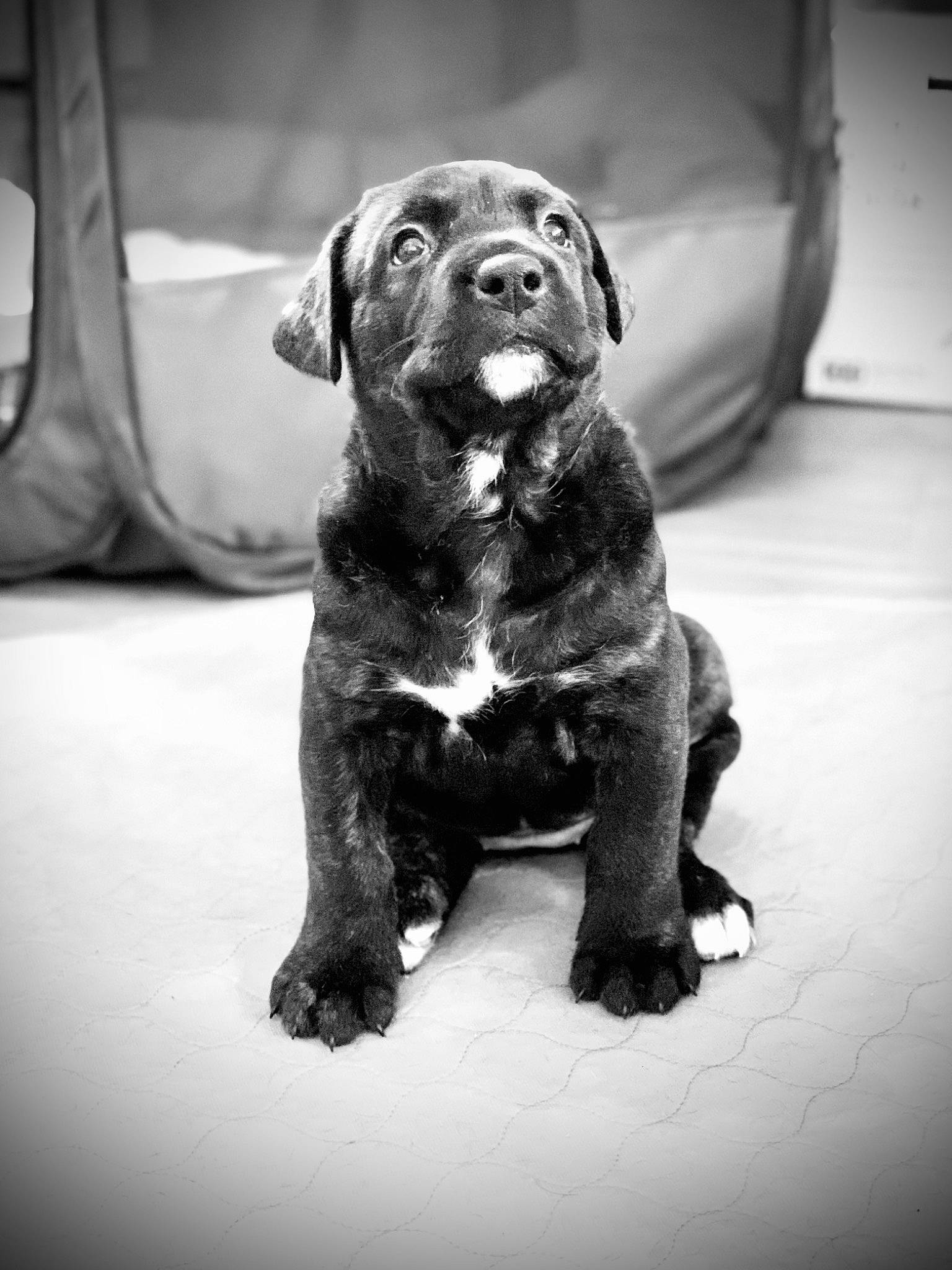 Goldie joined the competition — help win amazing prizes! black_and_white, canidae, carnivore, companion_dog, dog, dog_breed, fawn, fur, grey, monochrome, monochrome_photography, puppy, snout, sporting_group, stock_photography, style, terrestrial_animal, whiskers, working_animal, wrinkle