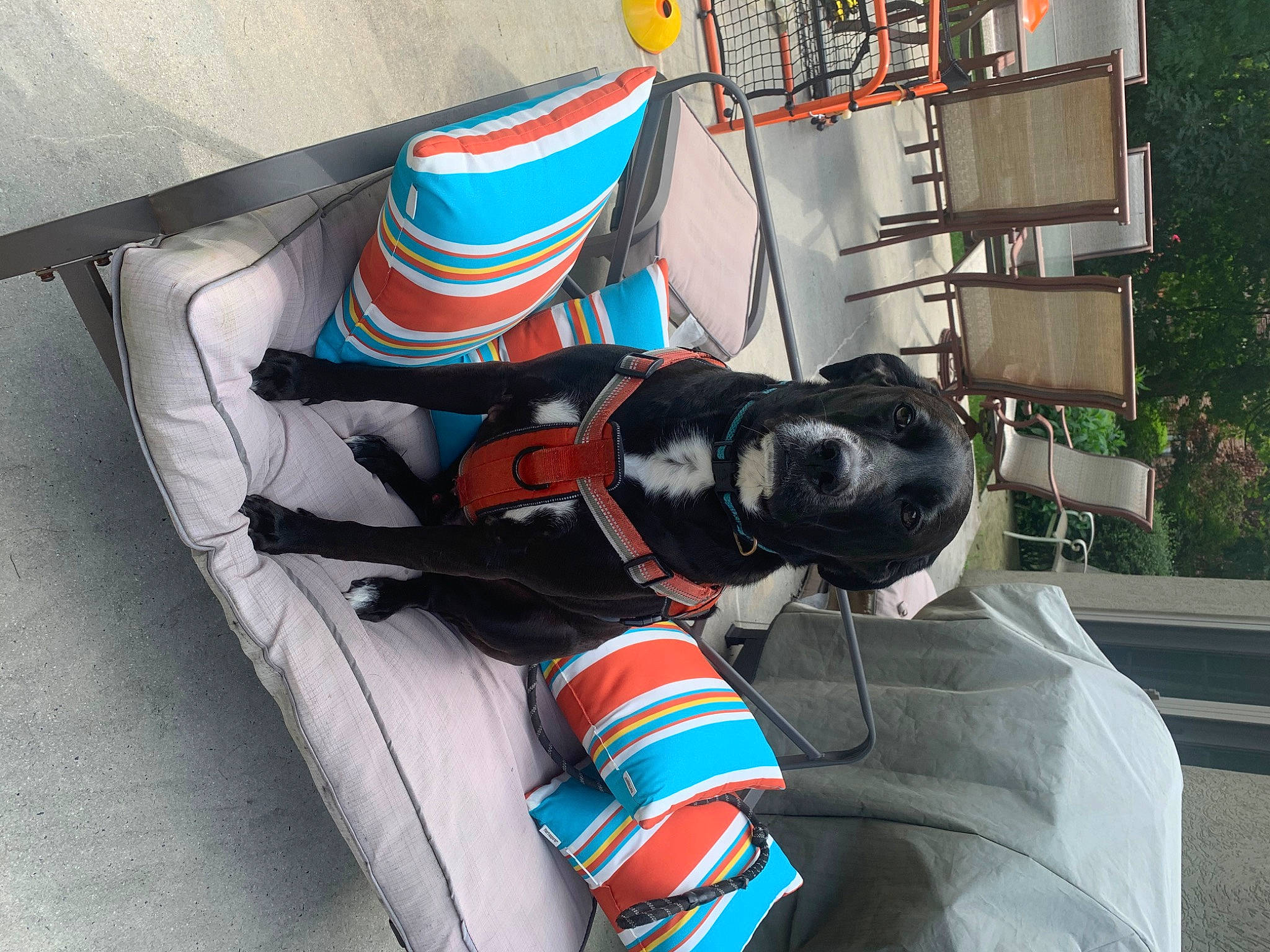 Ziggy joined the competition — help win amazing prizes! footwear, shoe