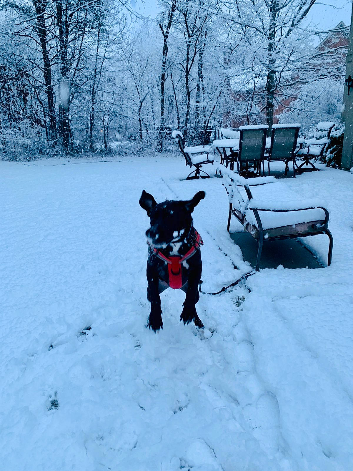 Ziggy joined the competition — help win amazing prizes! canidae, dog, dog_breed, freezing, home, snow, sporting_group, vehicle, winter