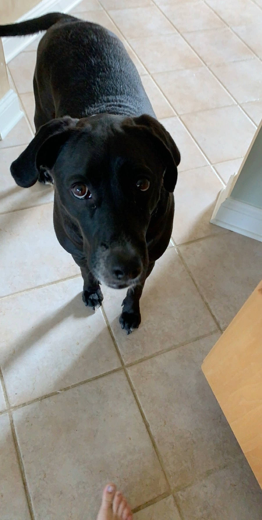 Ziggy joined the competition — help win amazing prizes! beagador, borador, canidae, carnivore, companion_dog, dog, dog_breed, floor, flooring, labrador_retriever, patterdale_terrier, snout, sporting_group, tile, whiskers