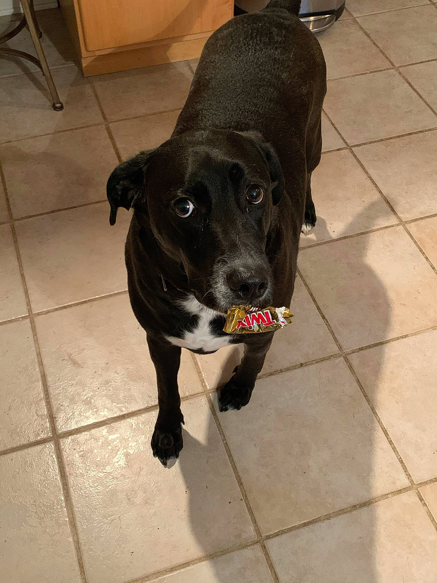 Ziggy joined the competition — help win amazing prizes! beagador, borador, canidae, carnivore, companion_dog, dog, dog_breed, labrador_retriever, mammal, patterdale_terrier, snout, sporting_group, tail, tile