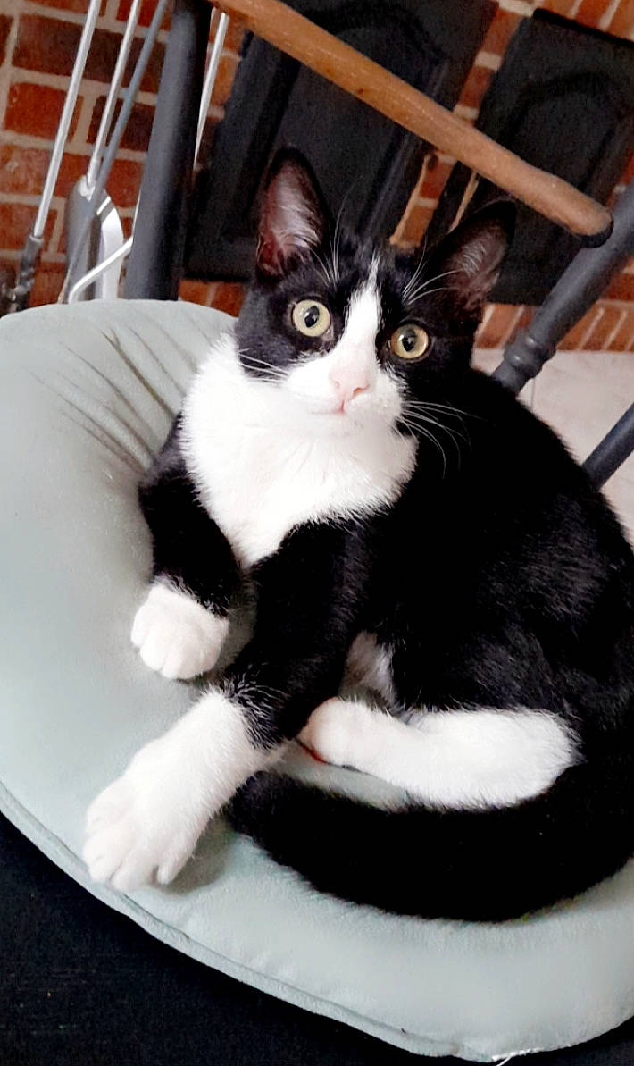 Kiss participe au concours pour gagner de l'argent avec cette photo : carnivore, cat, claw, comfort, domestic_short_haired_cat, eye, felidae, formal_wear, fur, leg, monochrome_photography, paw, pet_supply, shorts, sitting, small_to_medium_sized_cats, snout, tail, whiskers, window