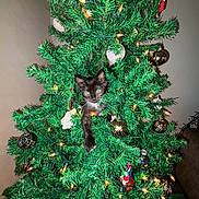 Milo joined the competition — help win amazing prizes! cat, kitten, christmas_tree, ornaments, lights, greenery, holiday, decorations, indoor, festive, black_and_white_cat, playful, animal, tree_branches, christmas, cute, pet, christmas_lights, home, celebration