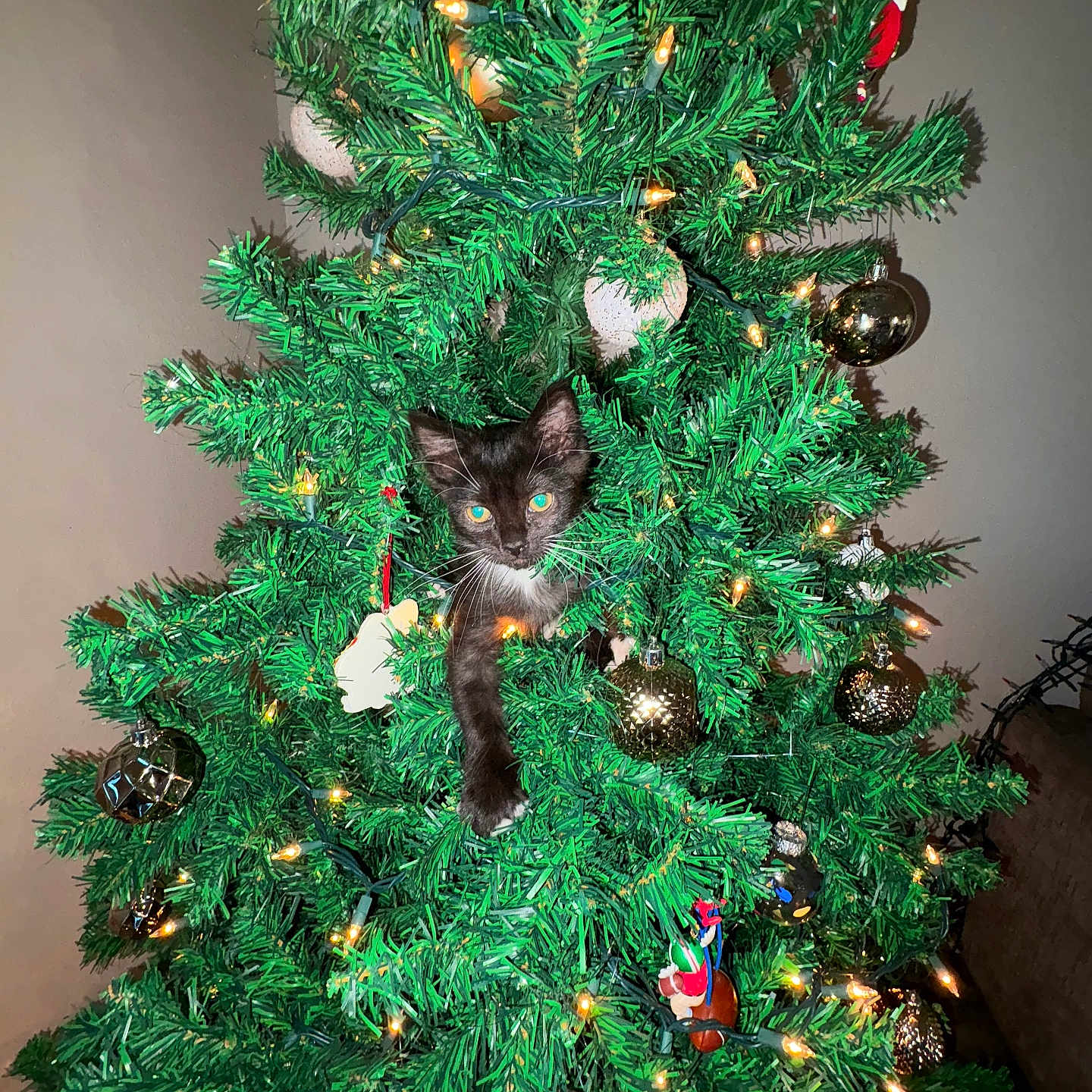 Milo joined the competition — help win amazing prizes! animal, black_and_white_cat, cat, celebration, christmas, christmas_lights, christmas_tree, cute, decorations, festive, greenery, holiday, home, indoor, kitten, lights, ornaments, pet, playful, tree_branches