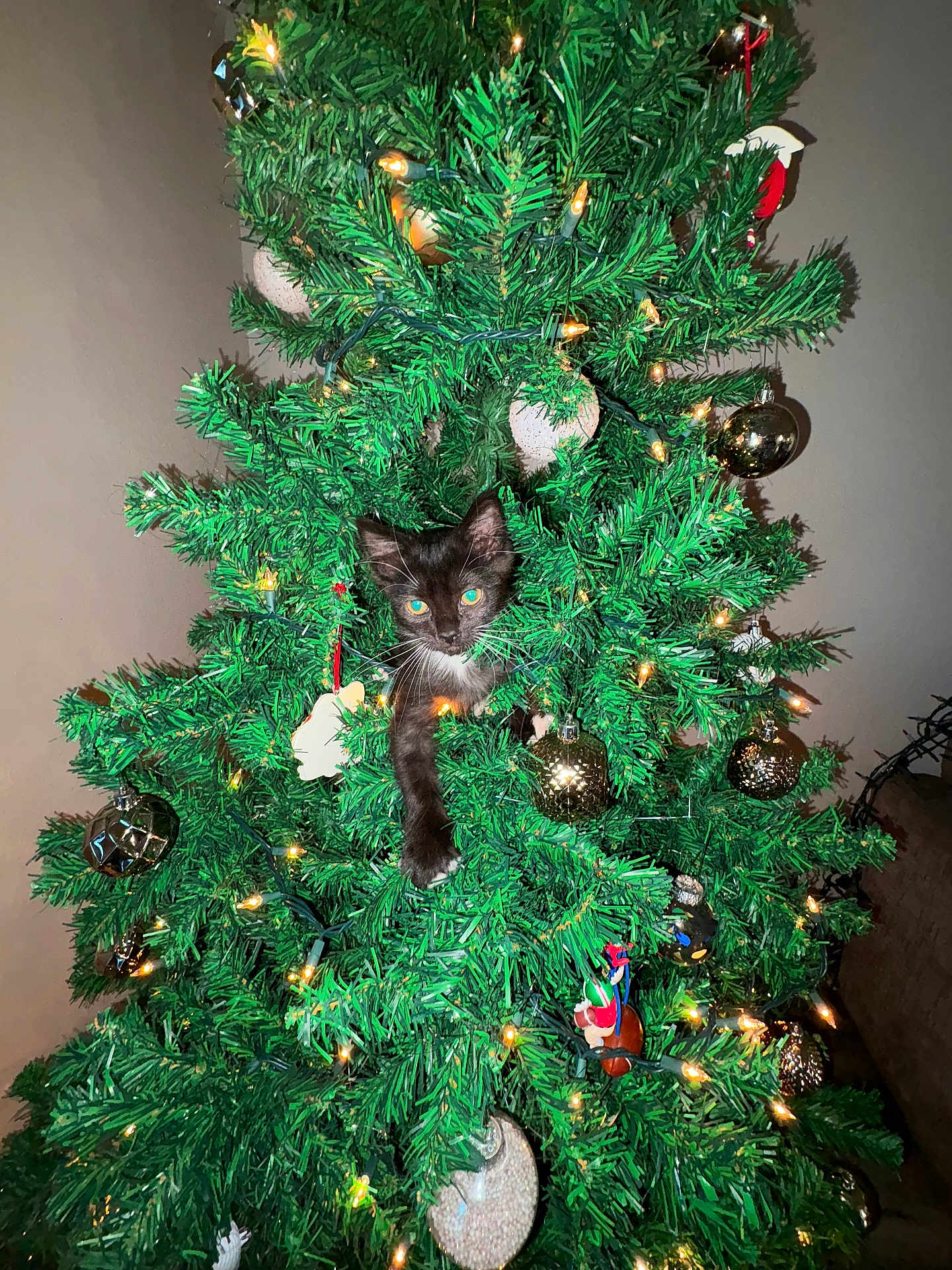Milo joined the competition — help win amazing prizes! cat, kitten, christmas_tree, ornaments, lights, greenery, holiday, decorations, indoor, festive, black_and_white_cat, playful, animal, tree_branches, christmas, cute, pet, christmas_lights, home, celebration