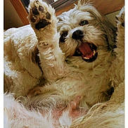 Rocky joined the competition — help win amazing prizes! dog, paw, fur, tongue_out, smile, window, blanket, bed, cozy, indoor, sunlight, closeup, small_breed, nose, teeth, playful, relaxed, laying_down, plant_outside, happy