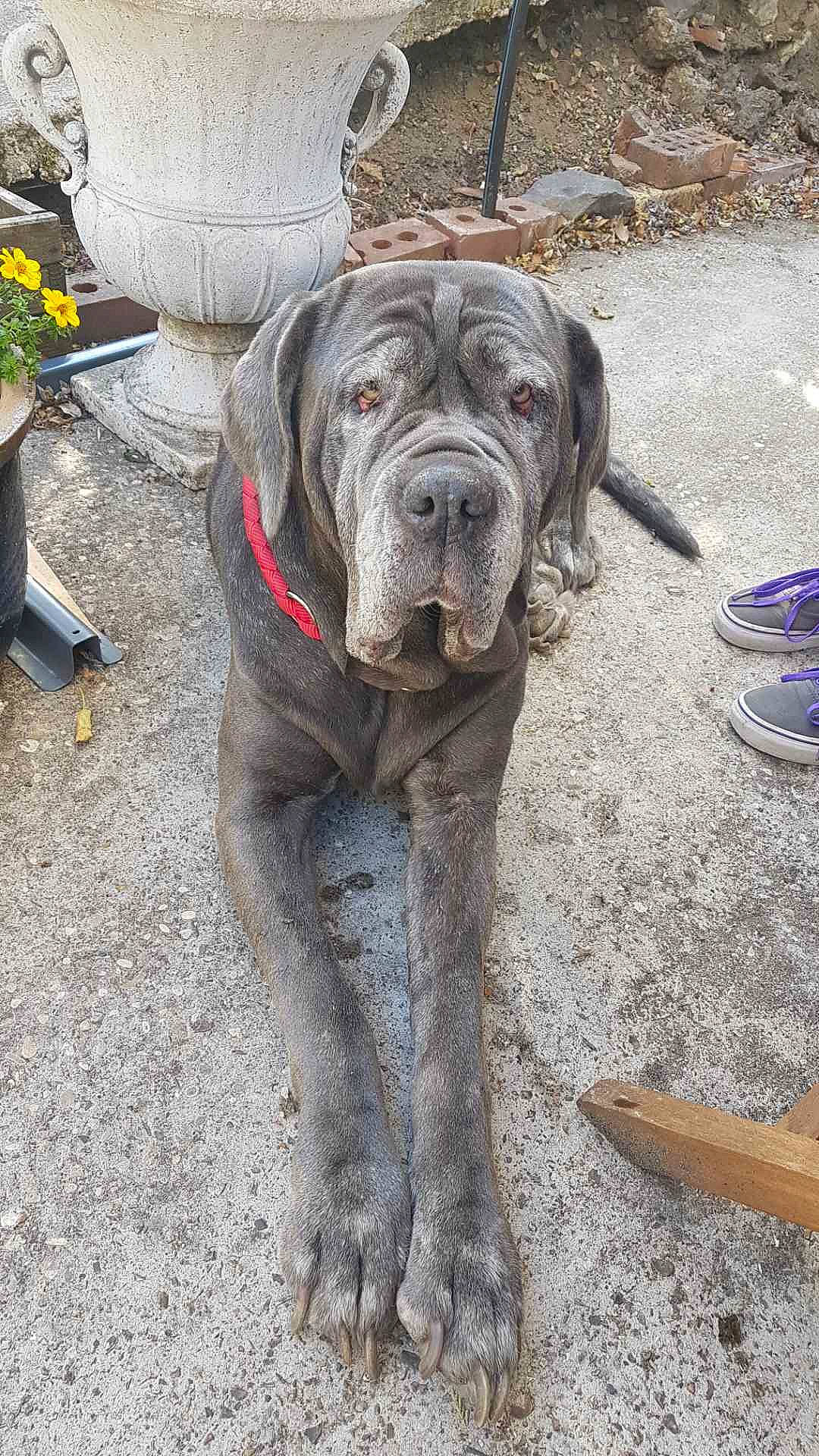 Harley participe au concours pour gagner de l'argent avec cette photo : ancient_dog_breeds, canidae, carnivore, dog, dog_breed, english_mastiff, fawn, giant_dog_breed, great_dane, korean_mastiff, mammal, molosser, neapolitan_mastiff, non_sporting_group, sporting_group, vertebrate, working_dog